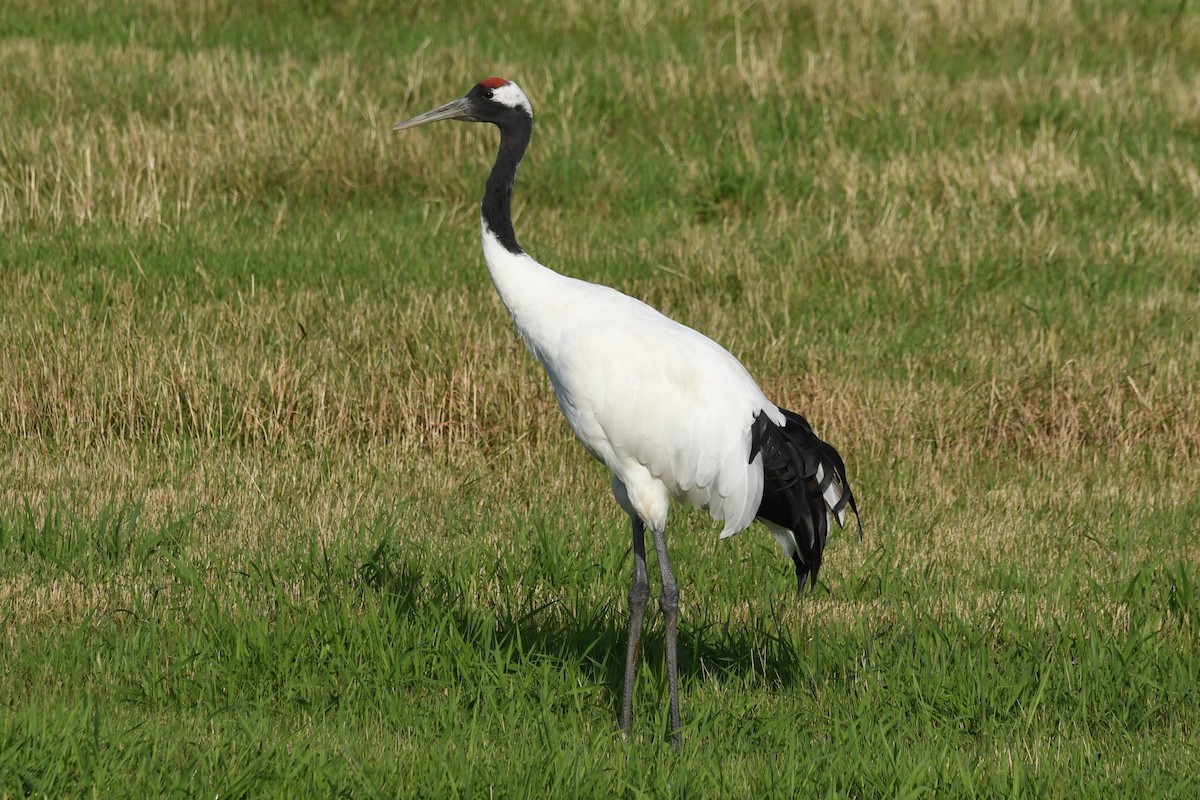 Red-crowned Crane - ML614879974