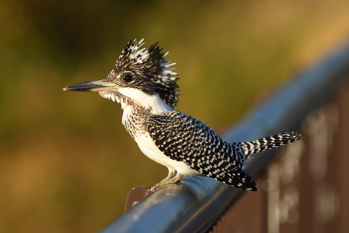 Crested Kingfisher - ML614879981