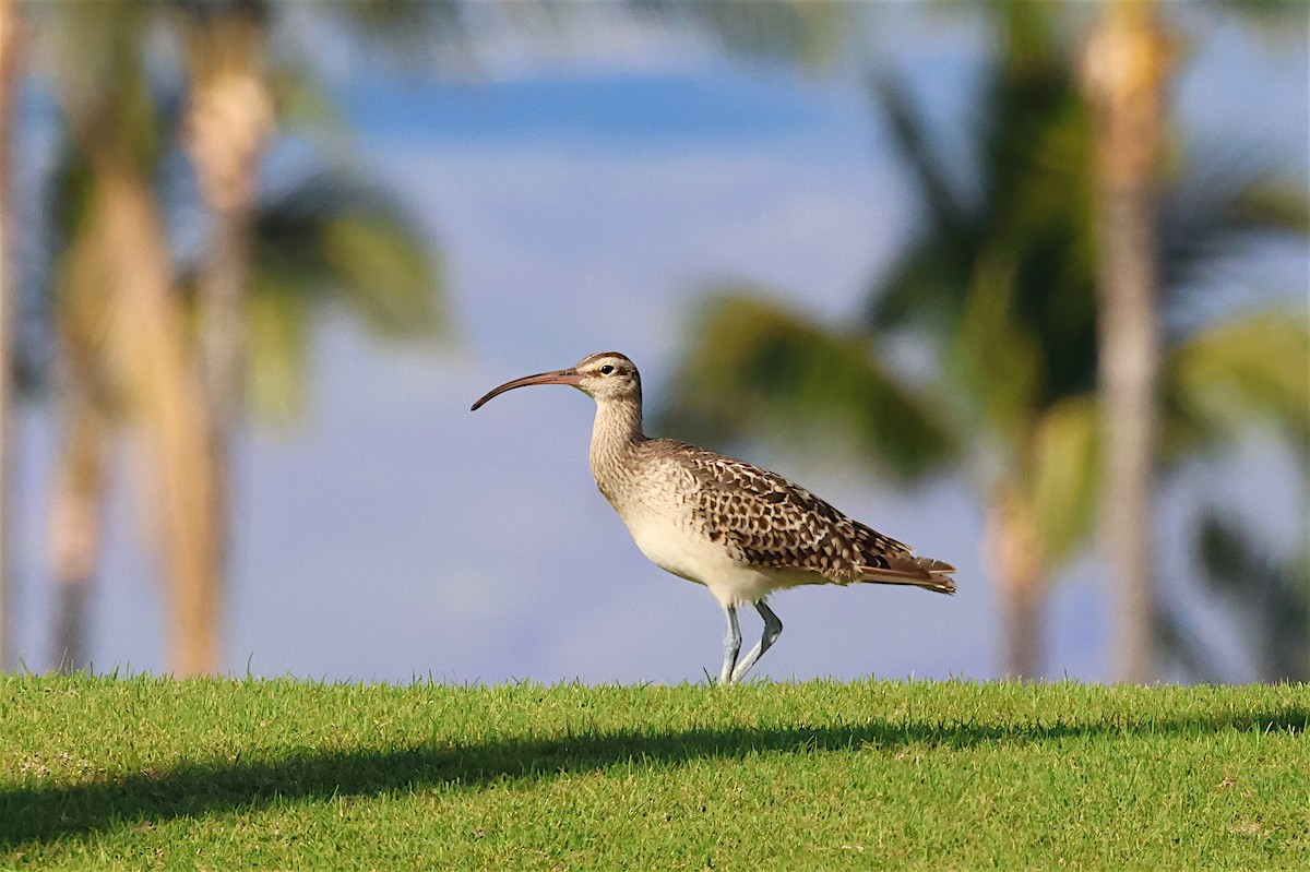 Bristle-thighed Curlew - ML614880008