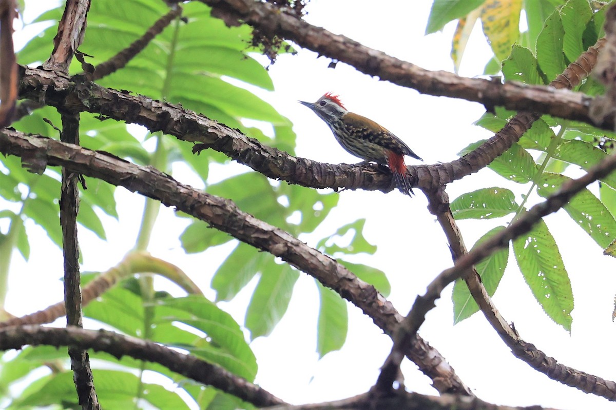 Abyssinian Woodpecker - ML614880201