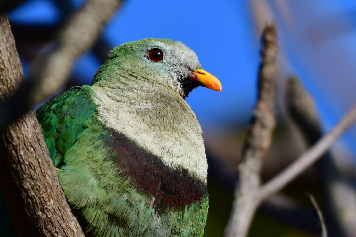 Black-chinned Fruit-Dove - 闊 林