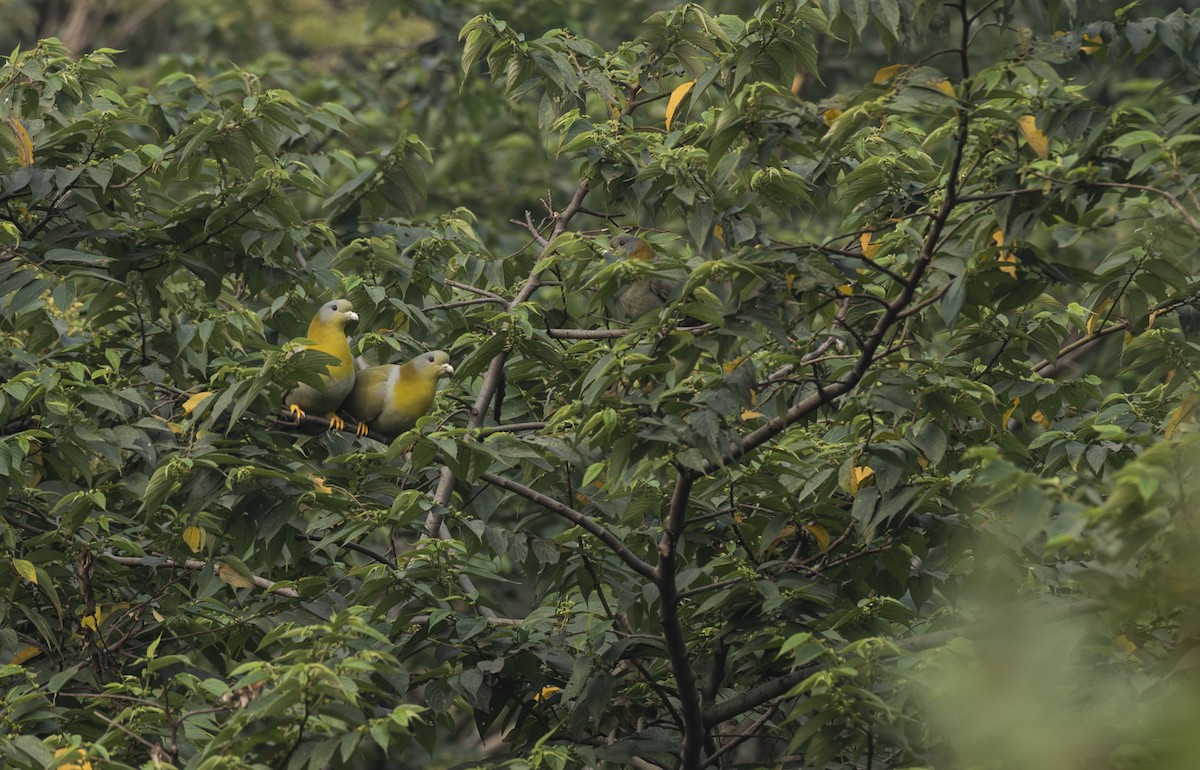 Yellow-footed Green-Pigeon - ML614880417