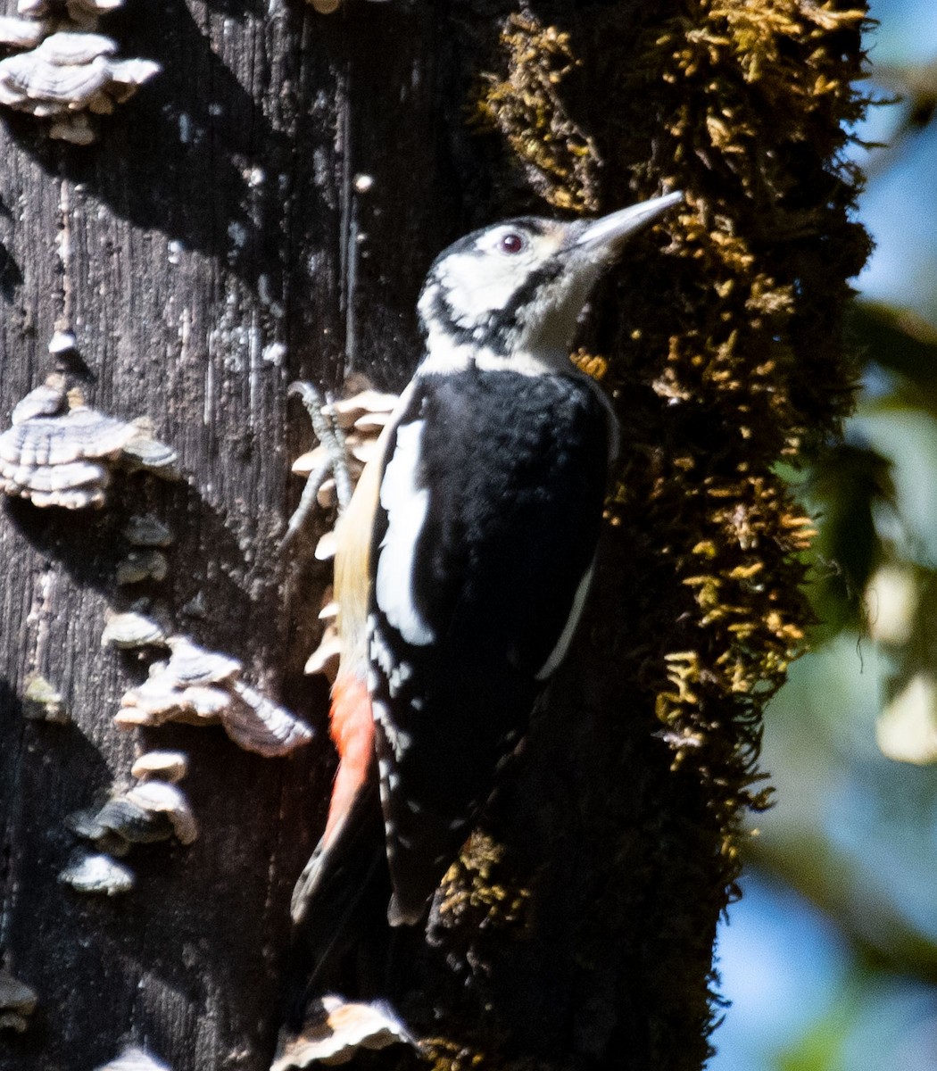 Himalayan Woodpecker - Alok Jaimal