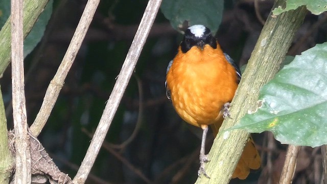 Snowy-crowned Robin-Chat - ML614880758