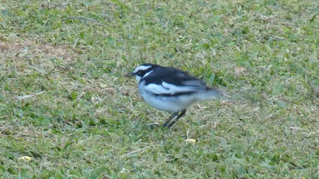 African Pied Wagtail - ML614880779