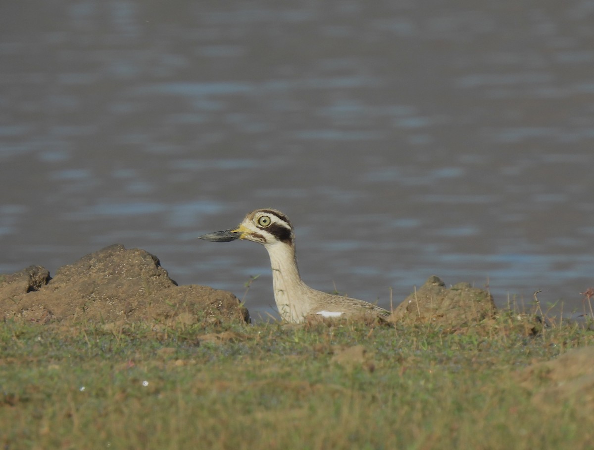 Great Thick-knee - ML614880846