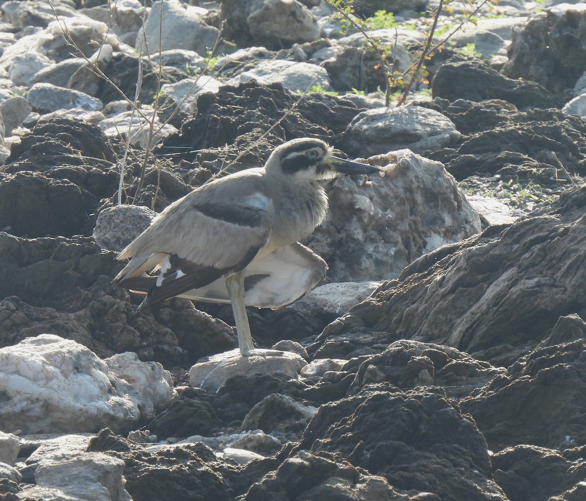 Great Thick-knee - ML614880885