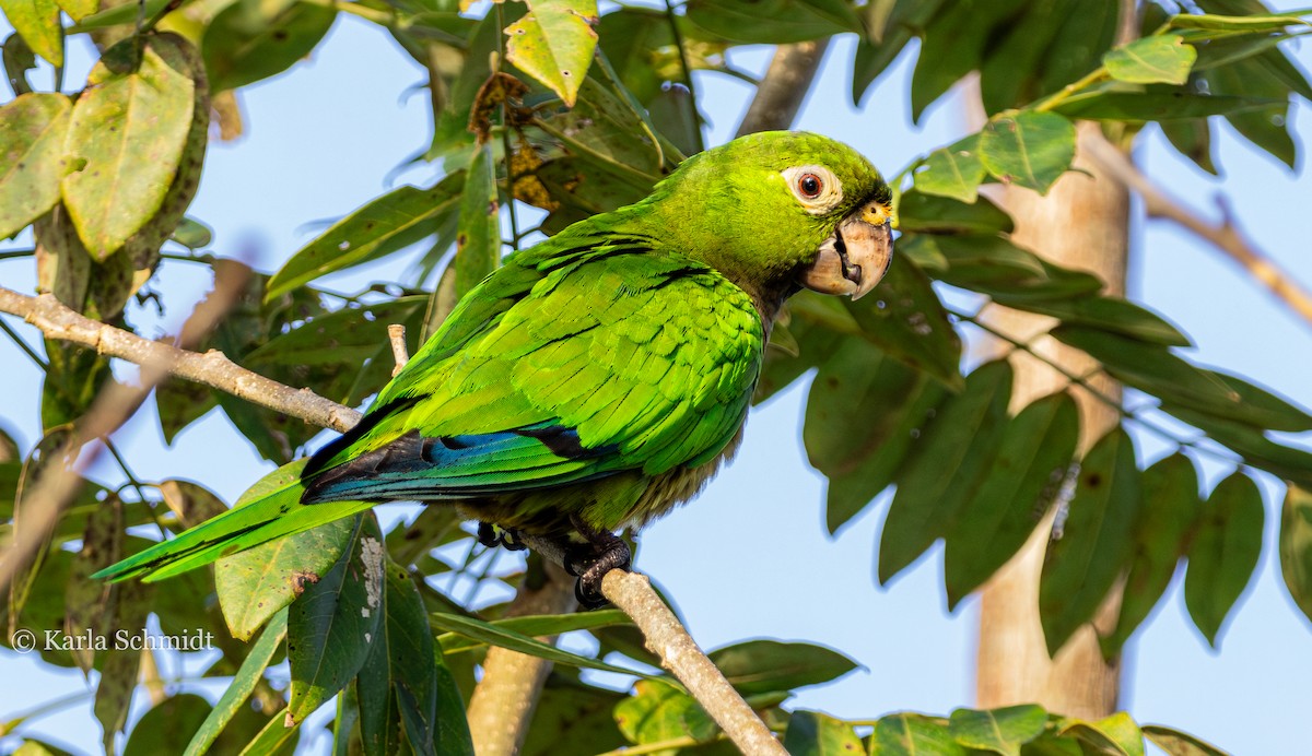 Olive-throated Parakeet - Karla Schmidt