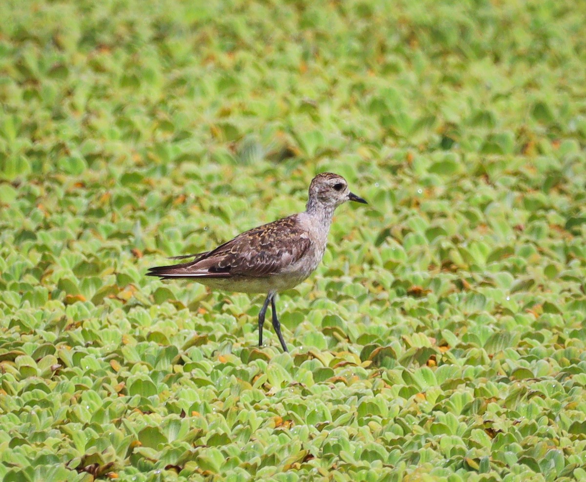 Black-bellied Plover - Elby Anderson A Silva