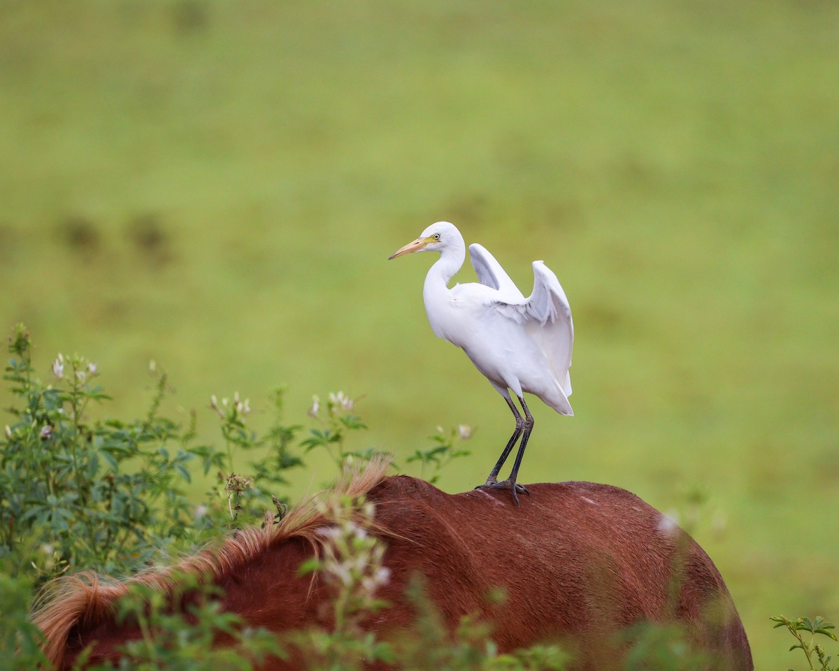 Western Cattle Egret - Elby Anderson A Silva