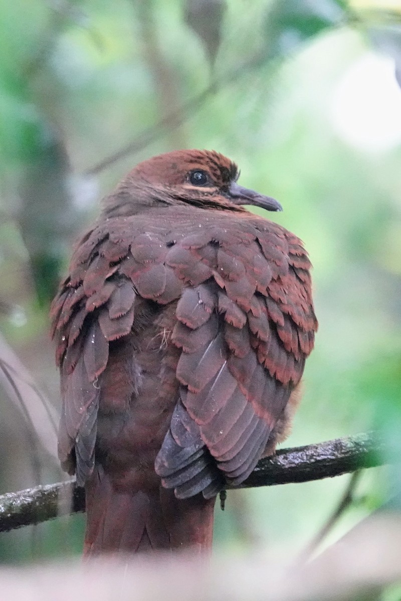 Brown Cuckoo-Dove - ML614881875