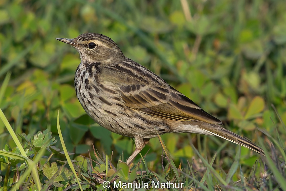 Rosy Pipit - ML614881878