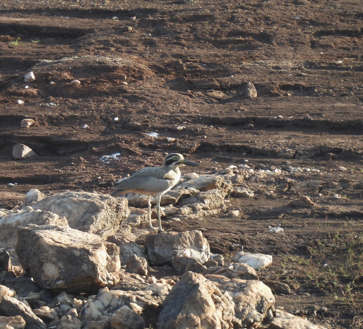 Great Thick-knee - ML614881937