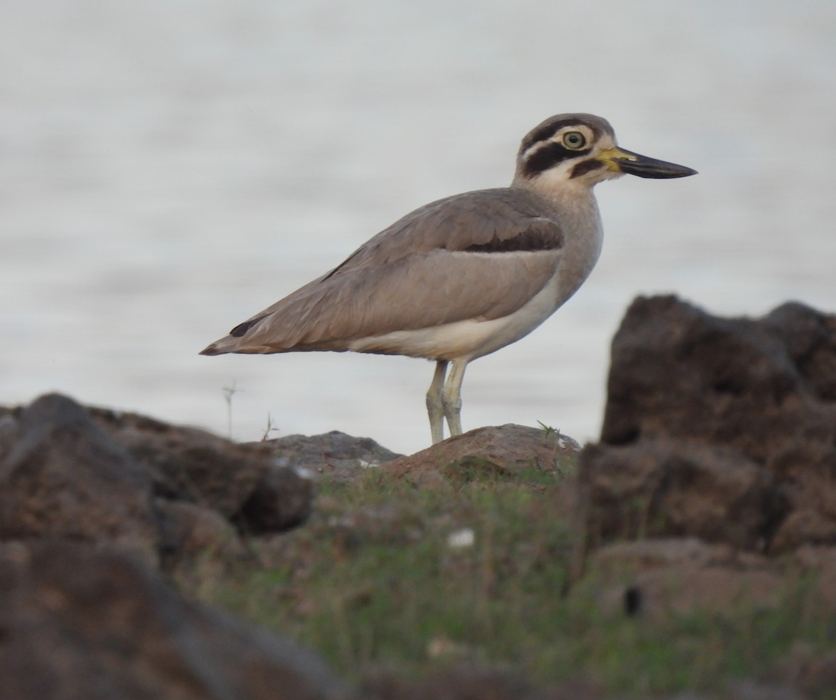 Great Thick-knee - ML614881939