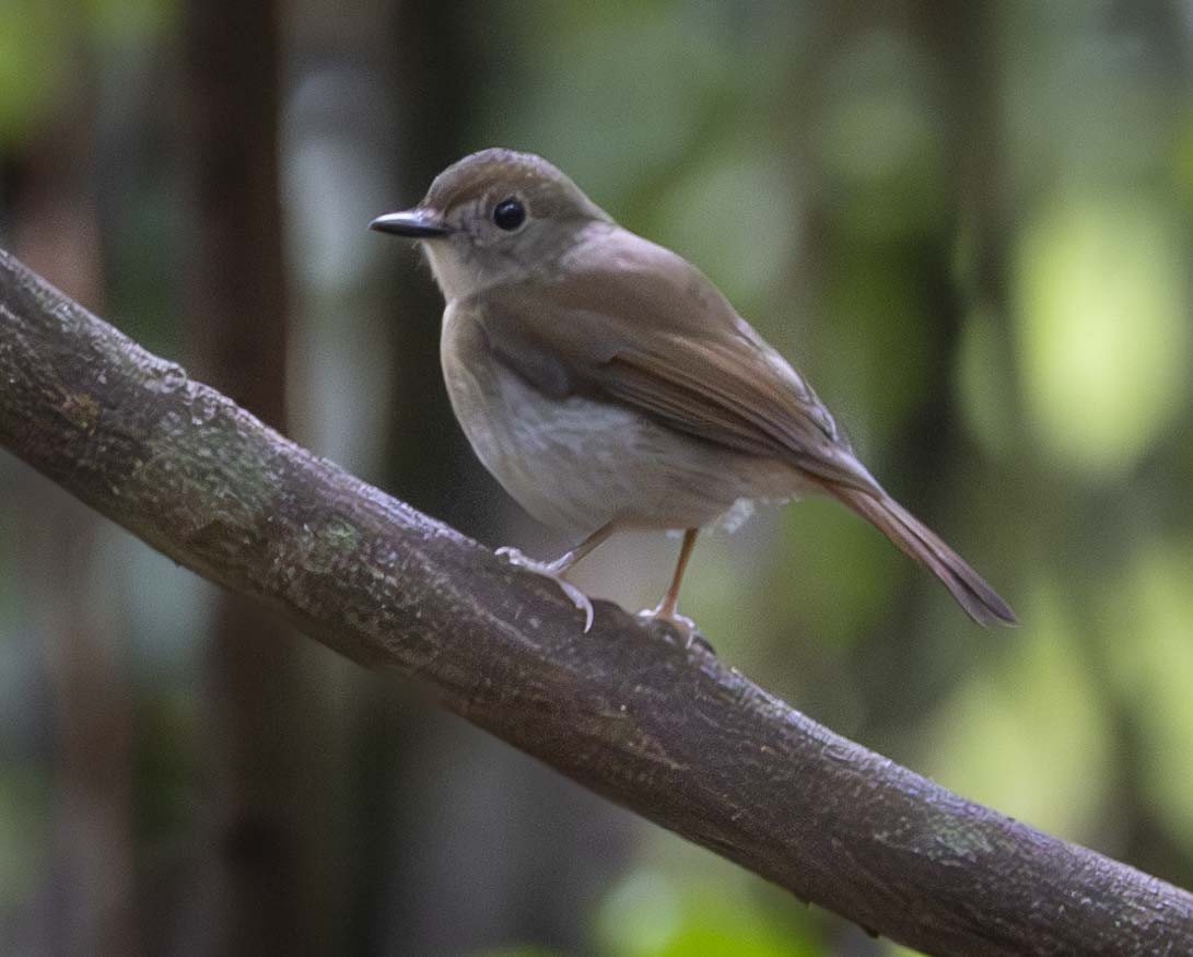 Fulvous-chested Jungle Flycatcher - ML614882026