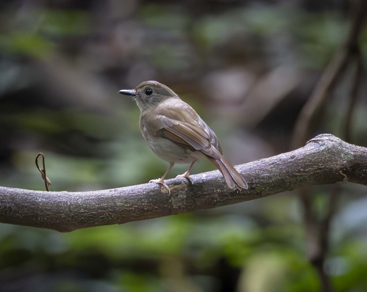Fulvous-chested Jungle Flycatcher - ML614882028