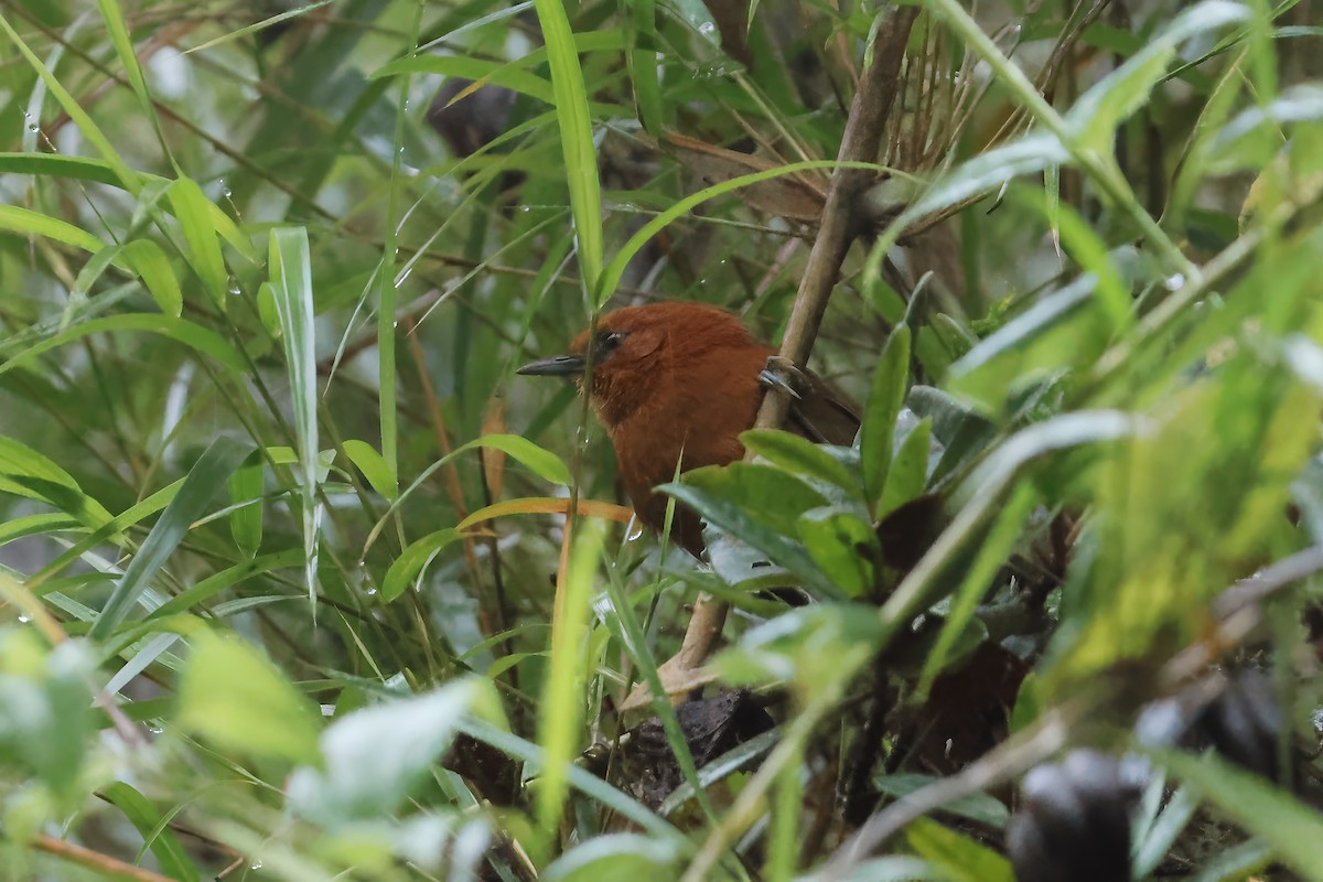 Rusty-headed Spinetail - Russ Ruffing