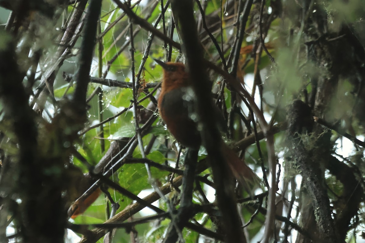 Rusty-headed Spinetail - ML614882064