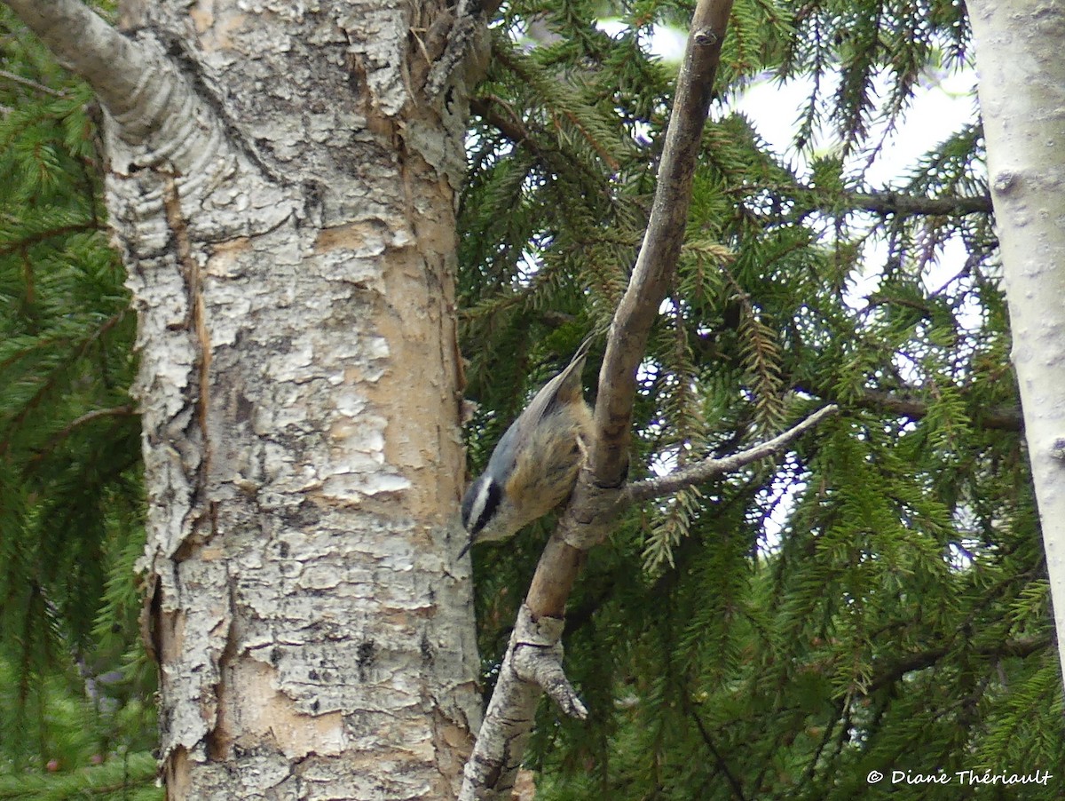 Red-breasted Nuthatch - ML61488221