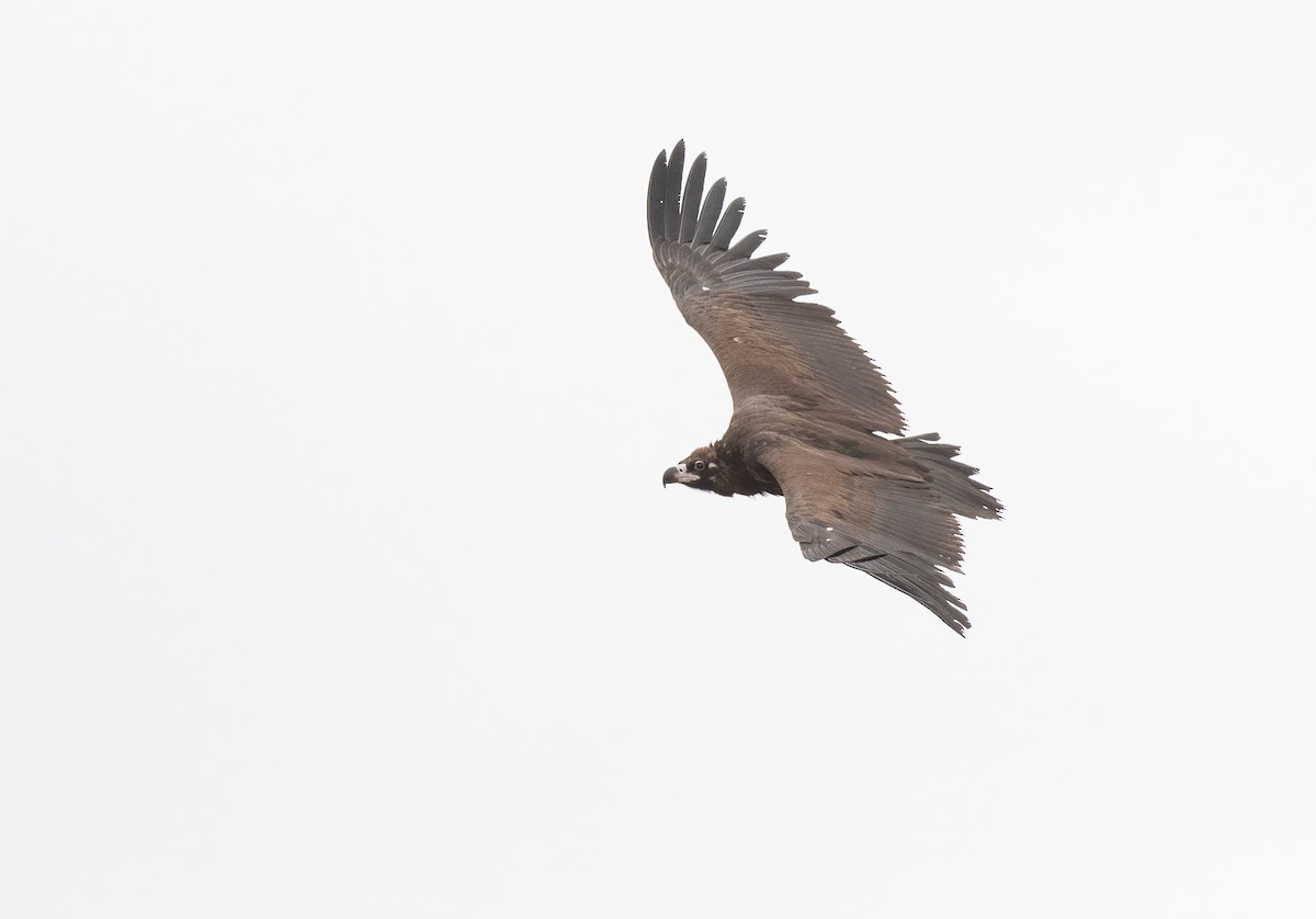 Cinereous Vulture - ML614882233