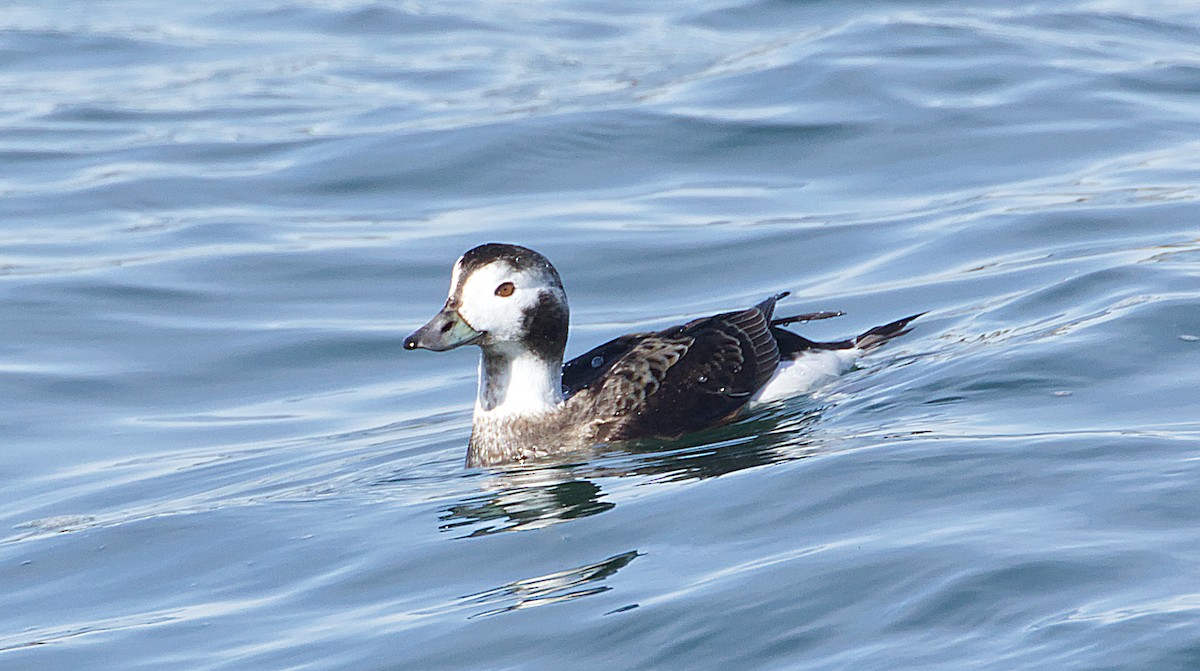 Long-tailed Duck - ML614882437