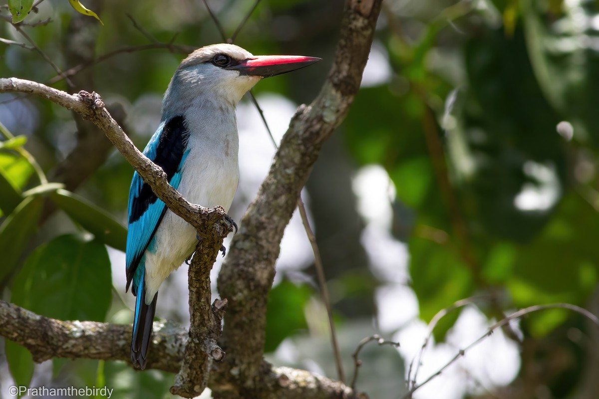 Woodland Kingfisher - Prathamesh Desai