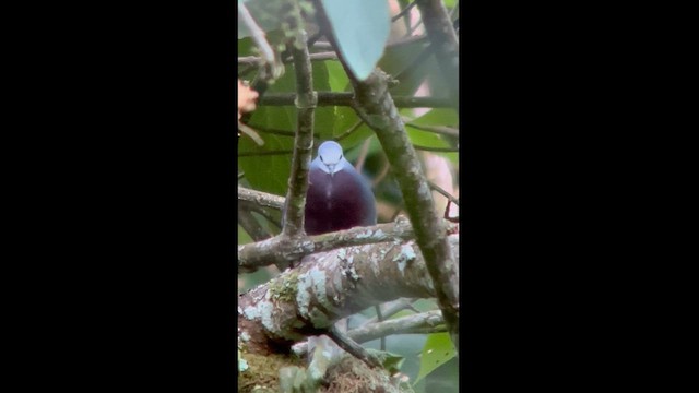 Maroon-chested Ground Dove - ML614883078