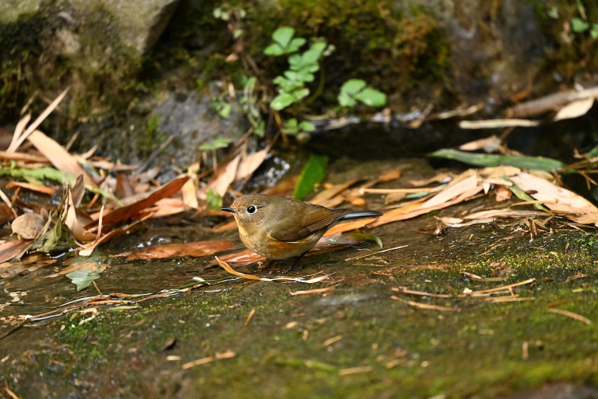 Red-flanked Bluetail - ML614883412