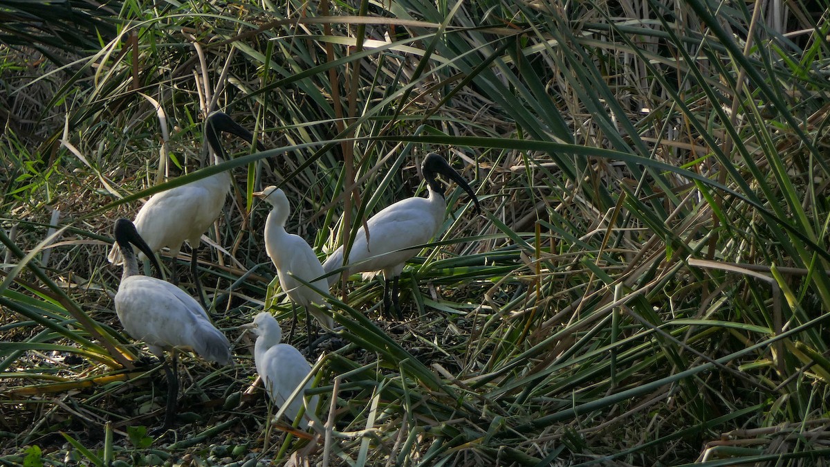 ibis černohlavý - ML614883520