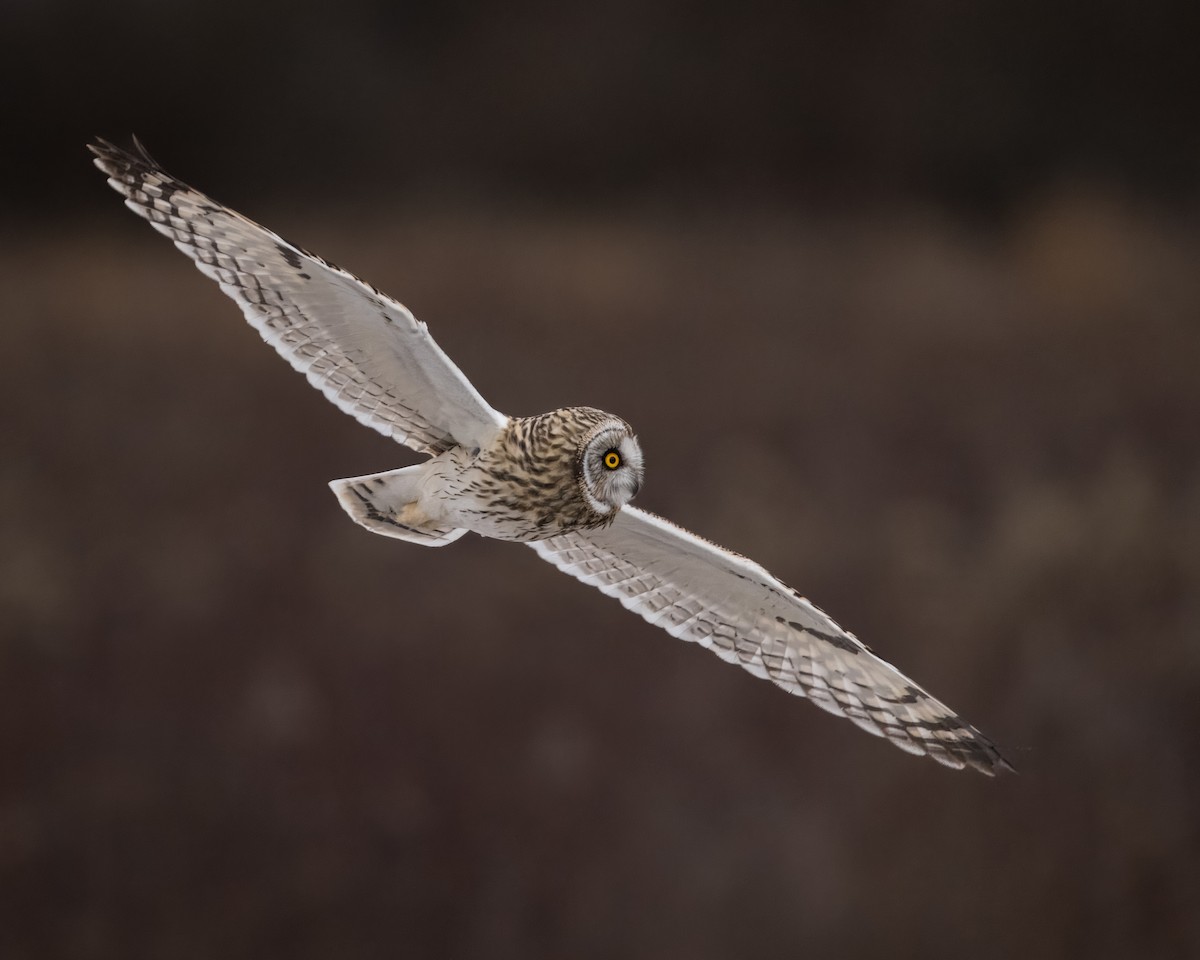 Short-eared Owl - ML614883539