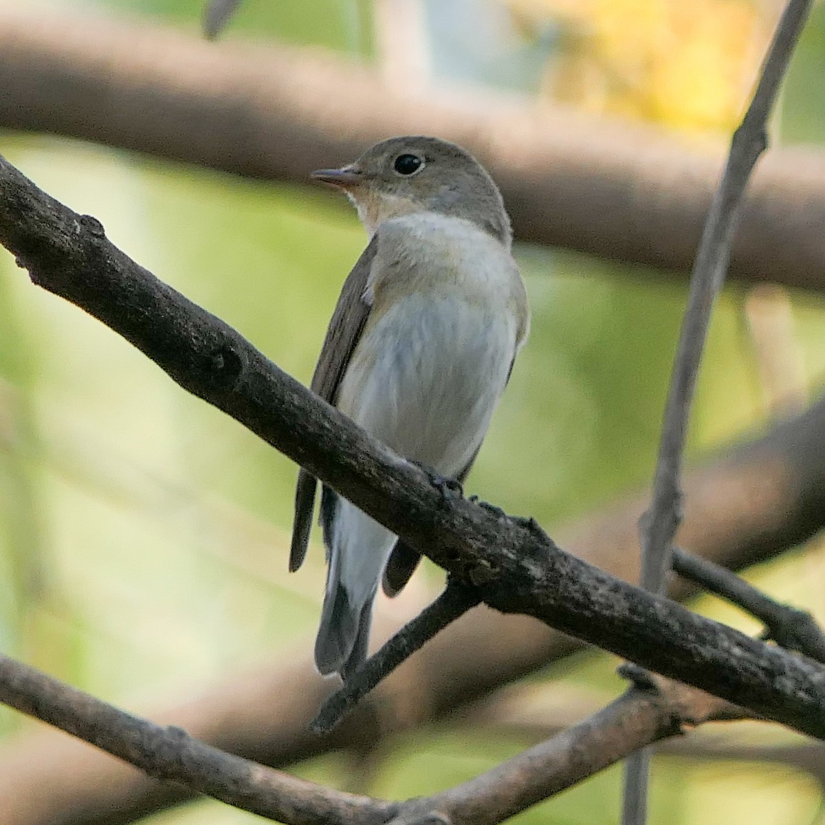 Red-breasted Flycatcher - ML614883543