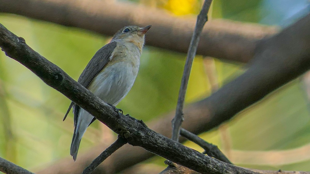 Red-breasted Flycatcher - ML614883545