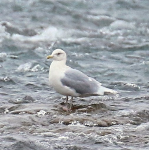 Iceland Gull (kumlieni) - ML614883677