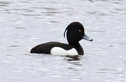 Tufted Duck - ML614883979