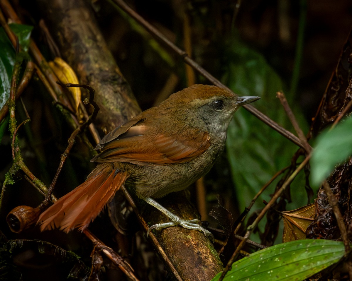 Rufous-capped Spinetail - ML614884175