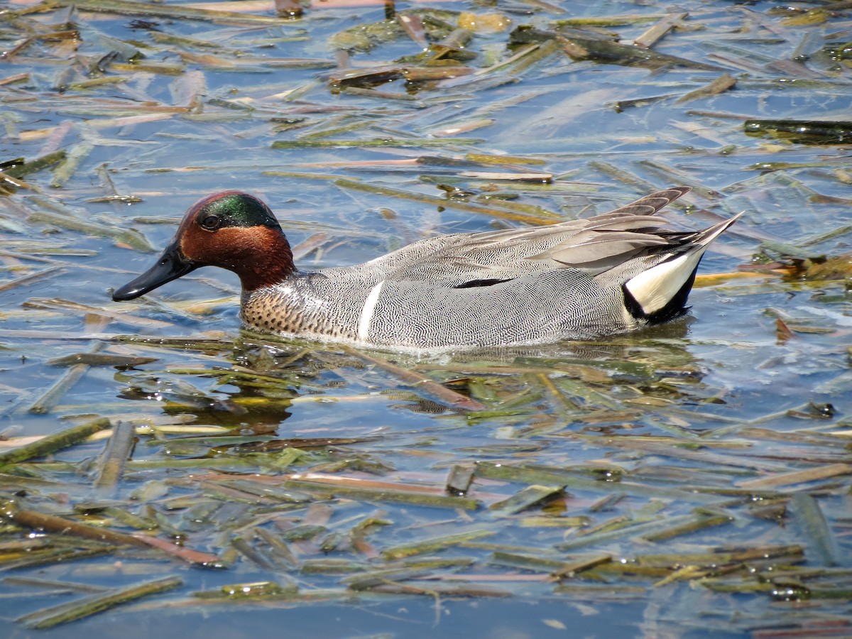Green-winged Teal (American) - Dave Read