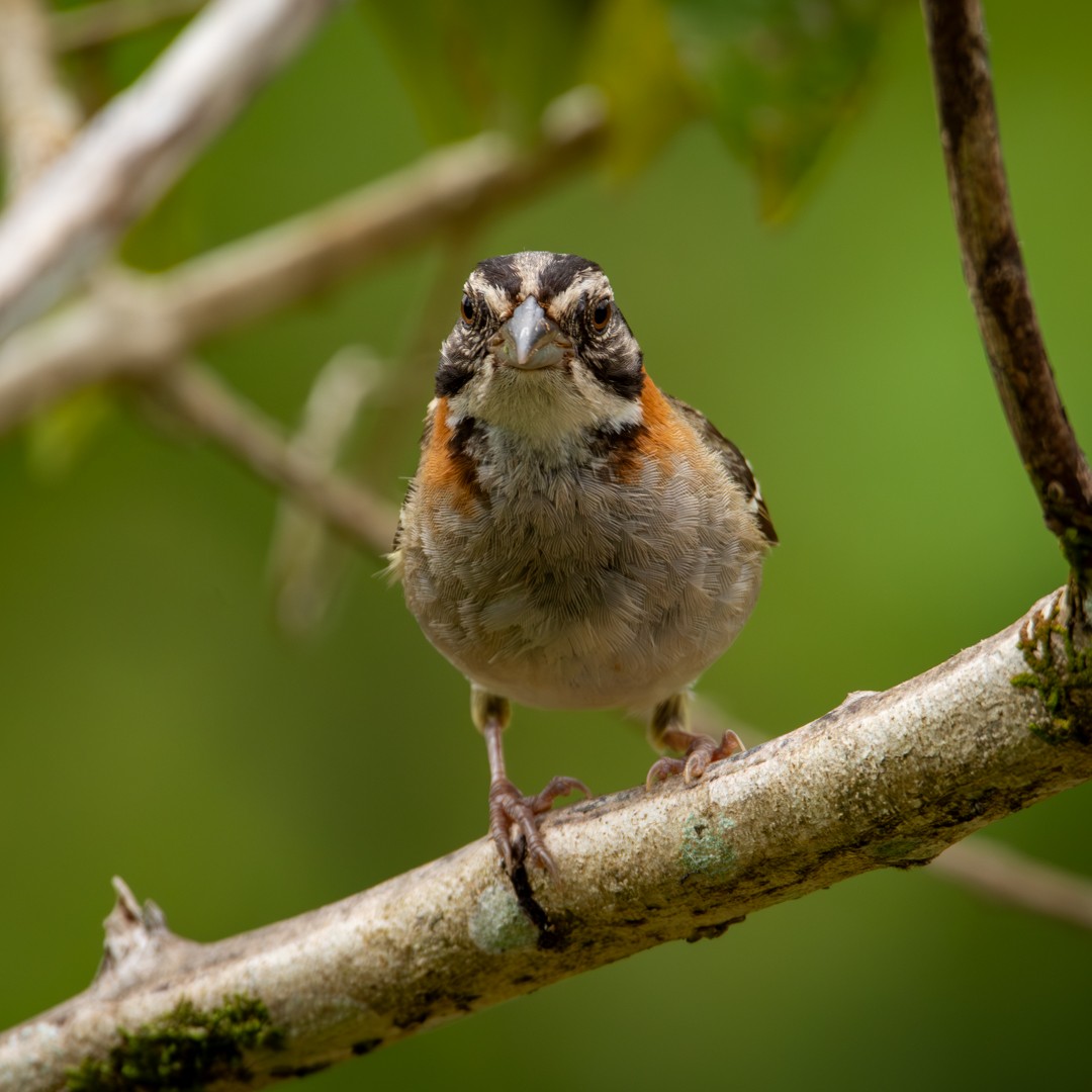 Rufous-collared Sparrow - ML614884205