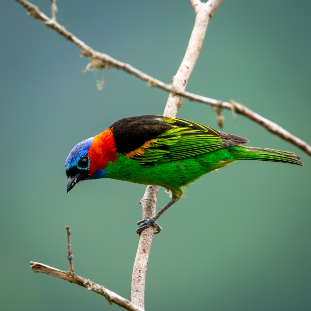 Red-necked Tanager - ML614884206