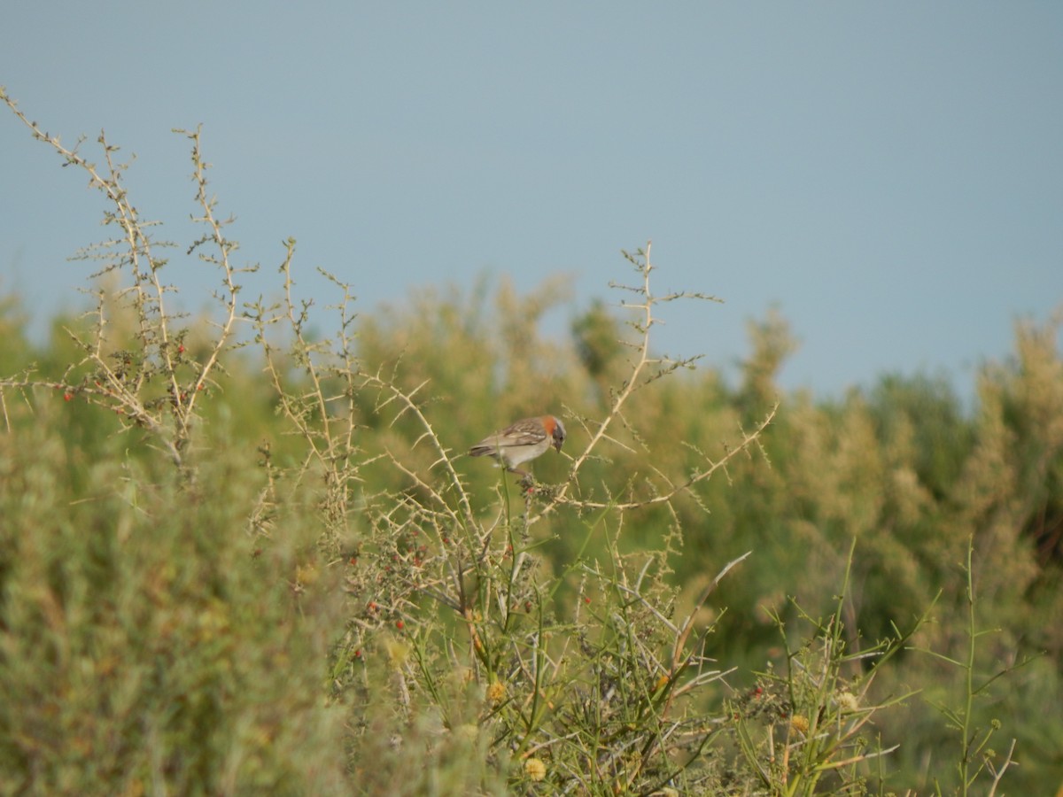 Rufous-collared Sparrow - ML614884251