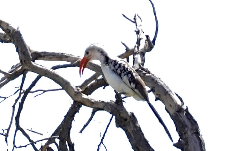Damara Red-billed Hornbill - Daniel Winzeler