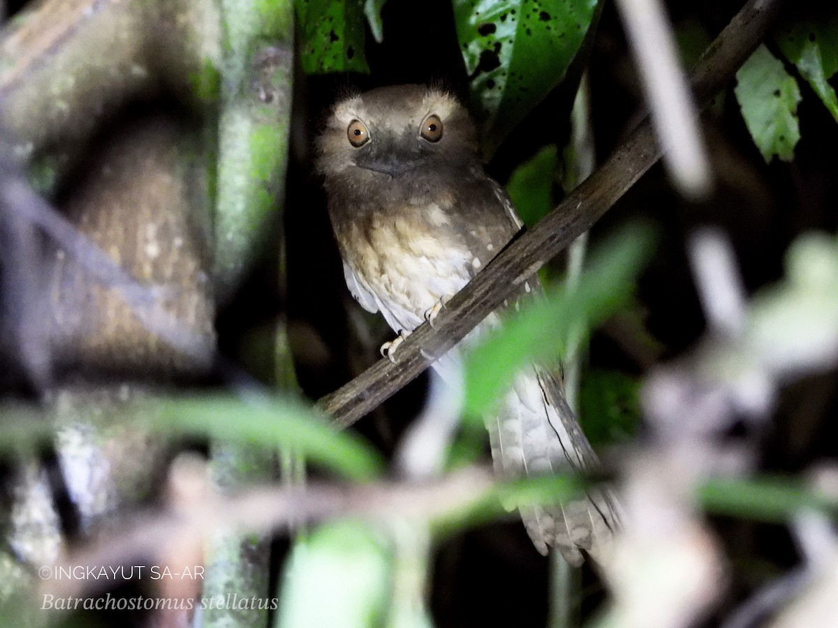 Gould's Frogmouth - ML614884544
