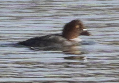 Greater Scaup - ML614884857