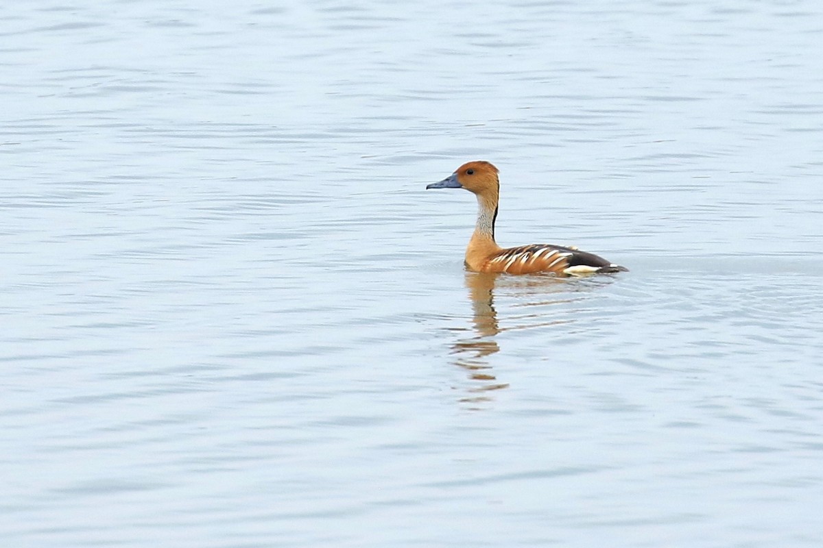 Fulvous Whistling-Duck - ML614885148