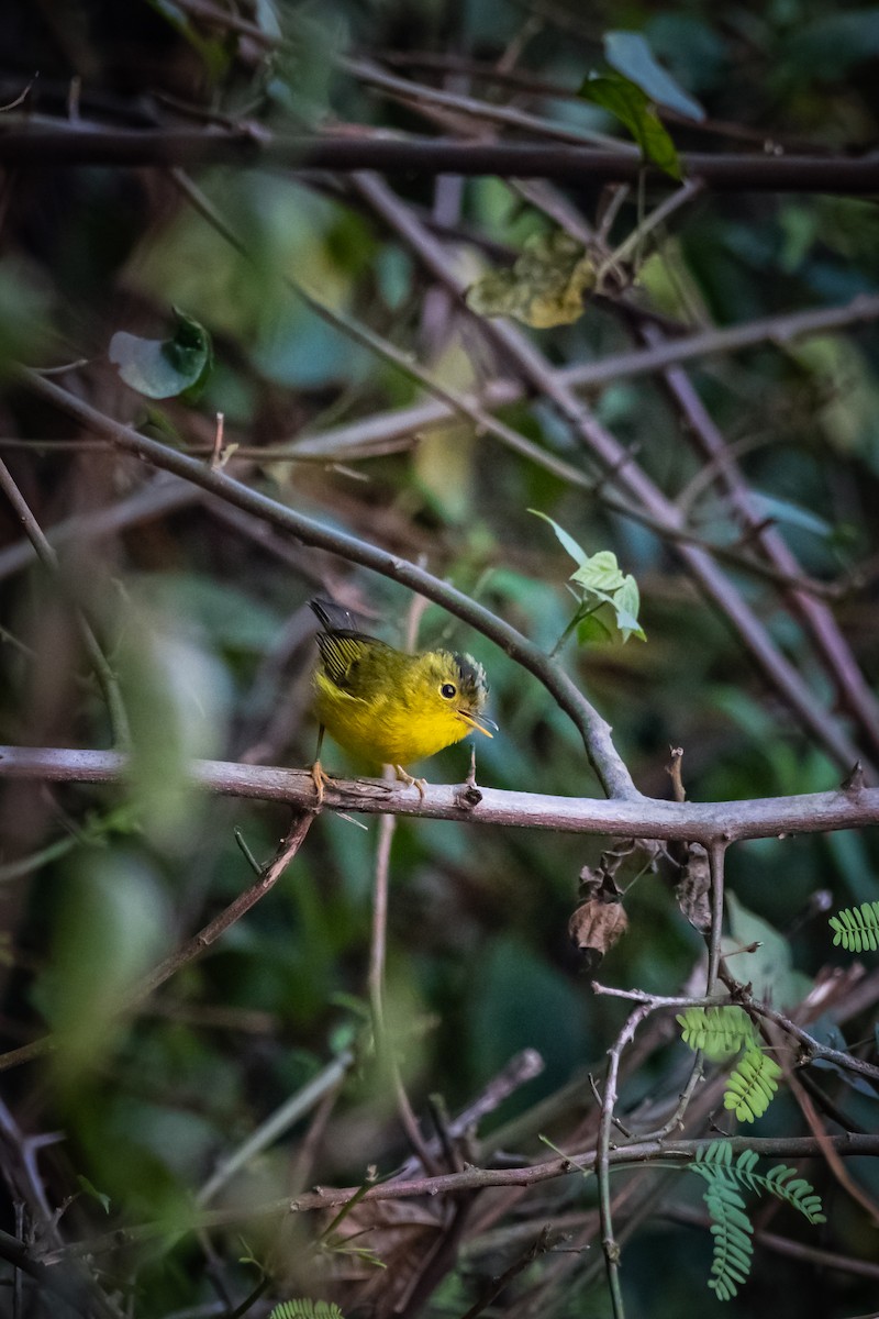 Green-crowned Warbler - Prakash Chitragupta