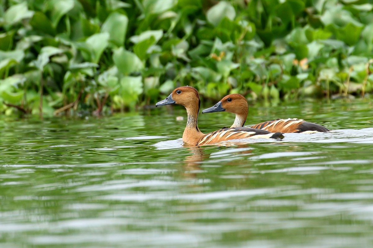 Fulvous Whistling-Duck - ML614885320