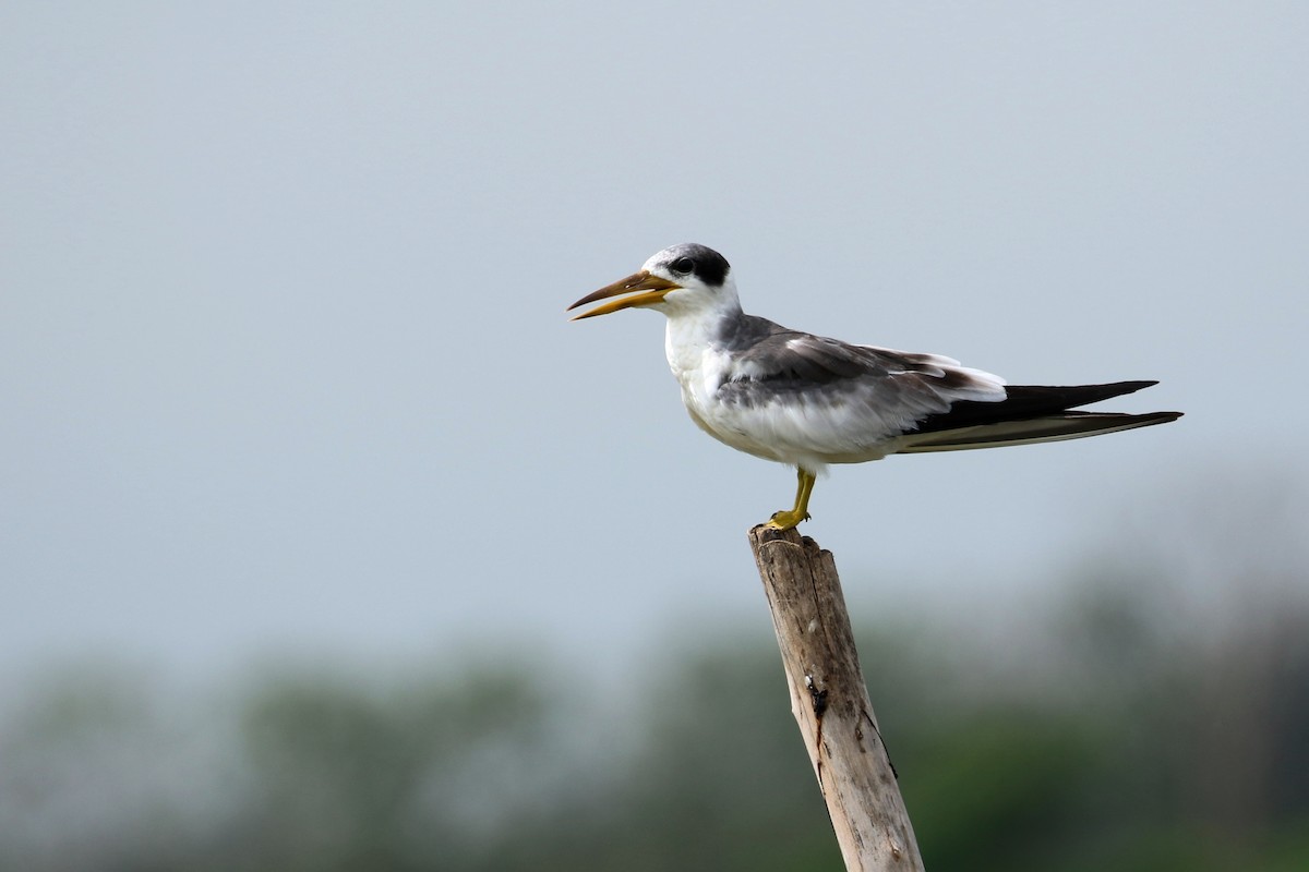 Large-billed Tern - Maurice Raymond