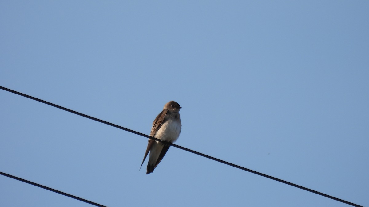 Northern Rough-winged Swallow - ML614885411