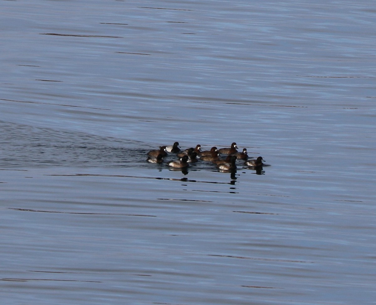 Greater Scaup - ML614885493