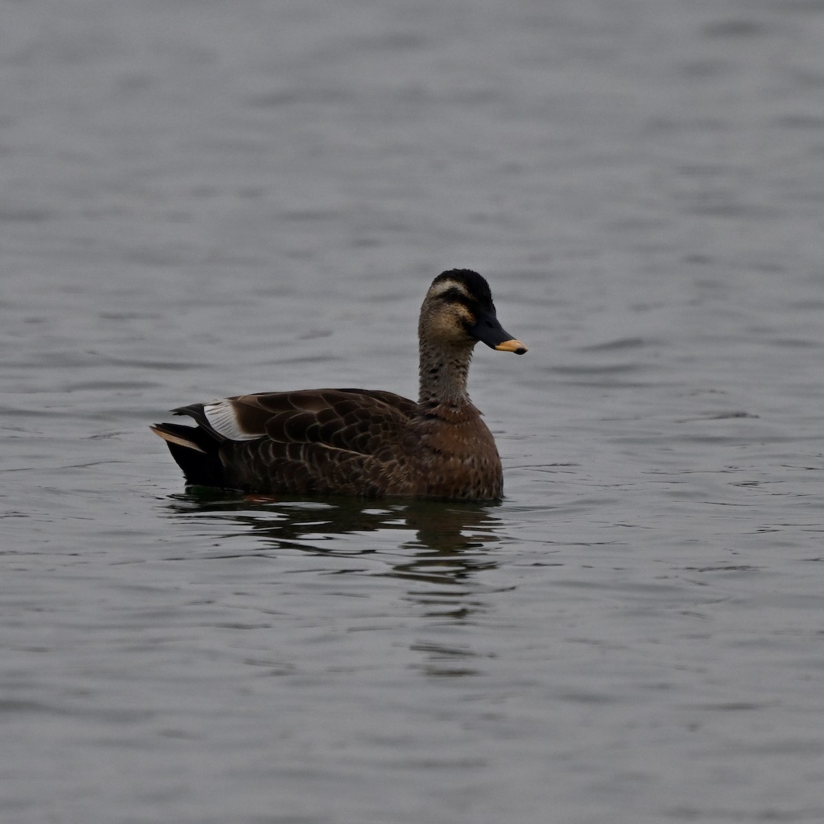 Eastern Spot-billed Duck - ML614885561