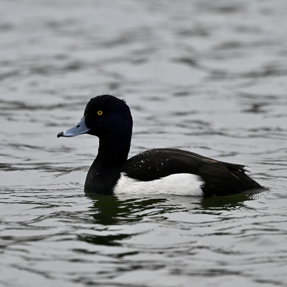 Tufted Duck - ML614885581
